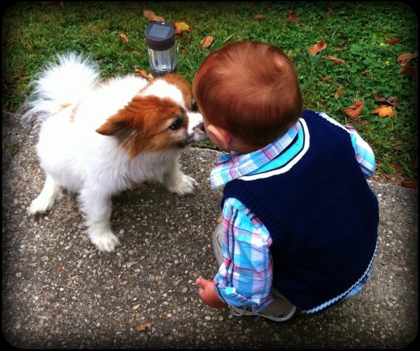 Kissing Dogs and Finding Rocks - things that little boys do!