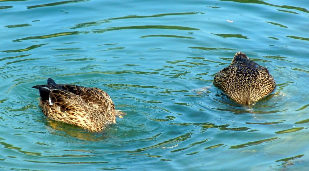 These ducks at the pond are really camera shy