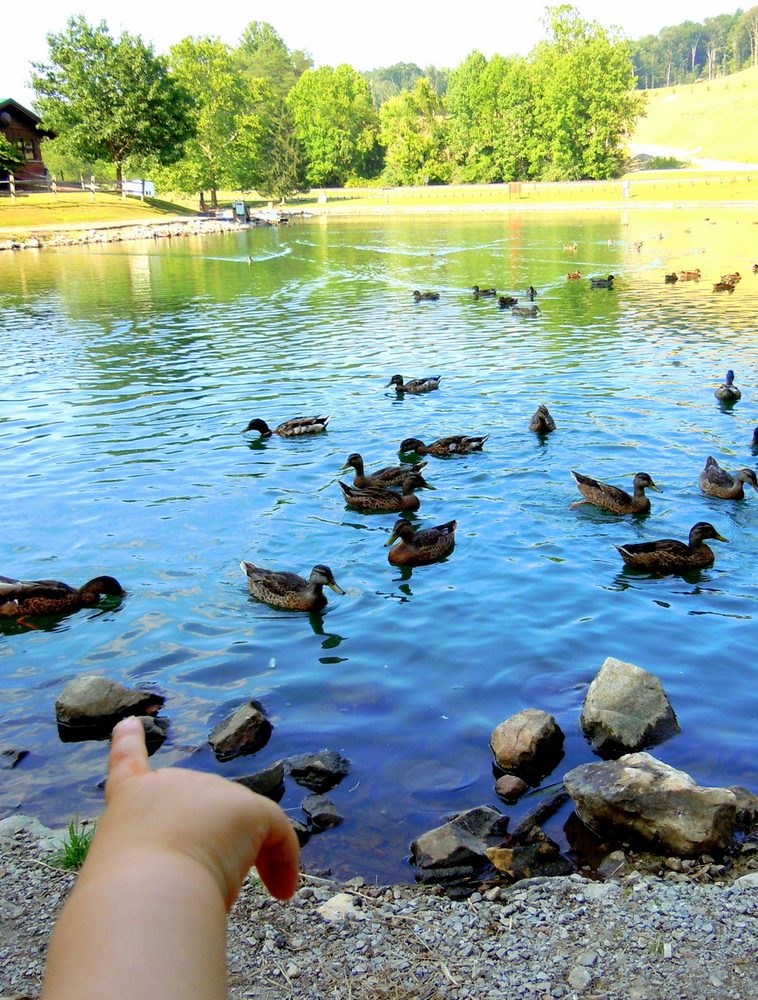 Daniel can’t count this many ducks yet!