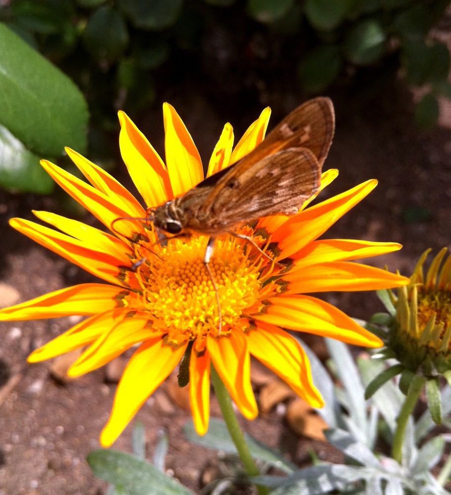 iPhone 4 macro photos of butterfly on flower today in front yard