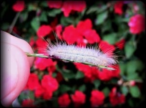iPhone 4 macro photo of caterpillar this morning.