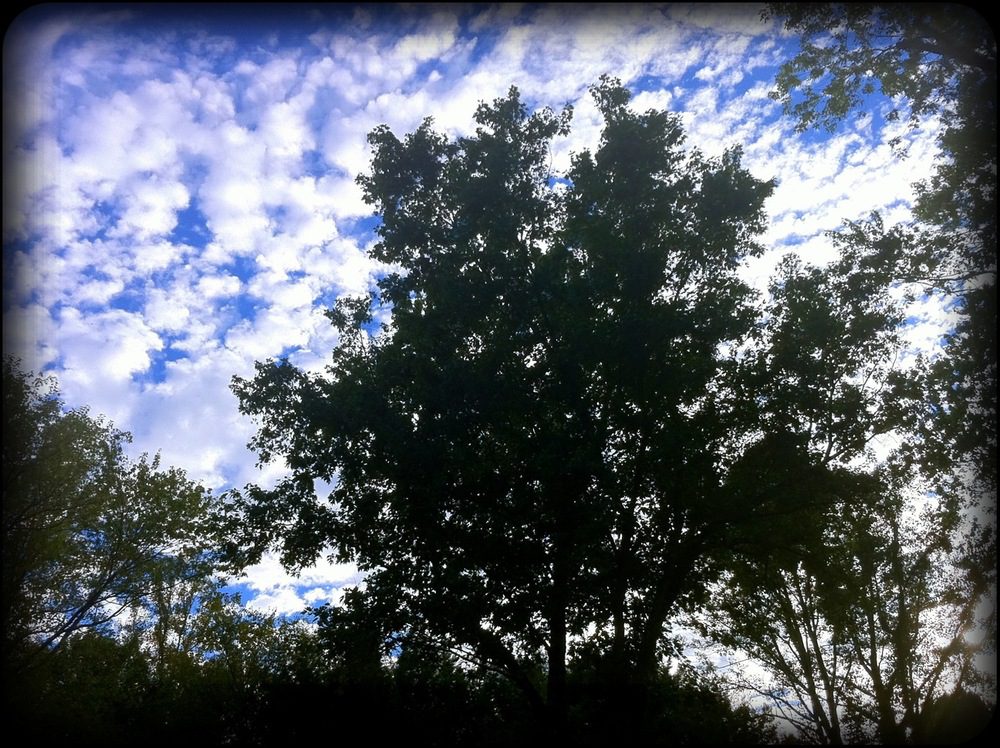 Looking out our picture window into the backyard. What a beautiful evening!