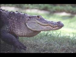 67 Inch Long Alligator (sad) Shot in Rural WV.