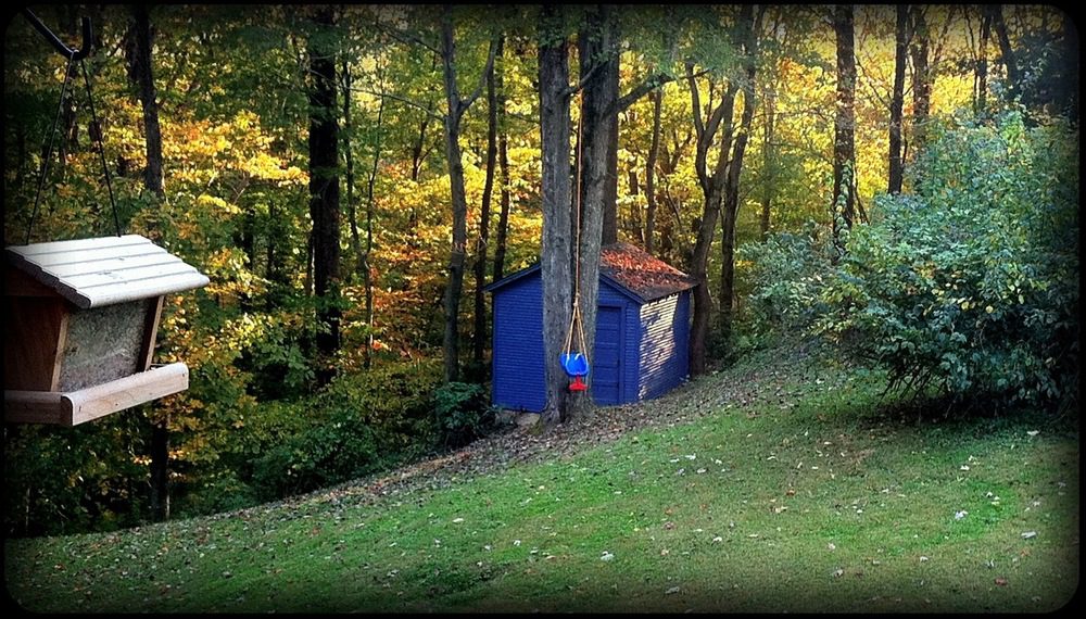 Beautiful fall day – backyard view of Daniel’s swing