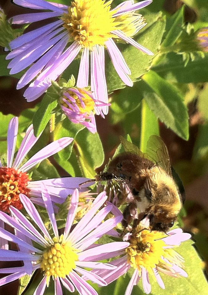 Busy Bee! iPhone 4 Macro photo at grandparents house