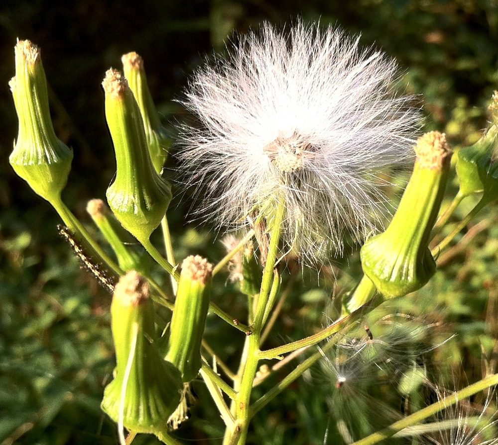 Last flower of the year. iPhone 4 macro photo. Amazing detail of dandelion.