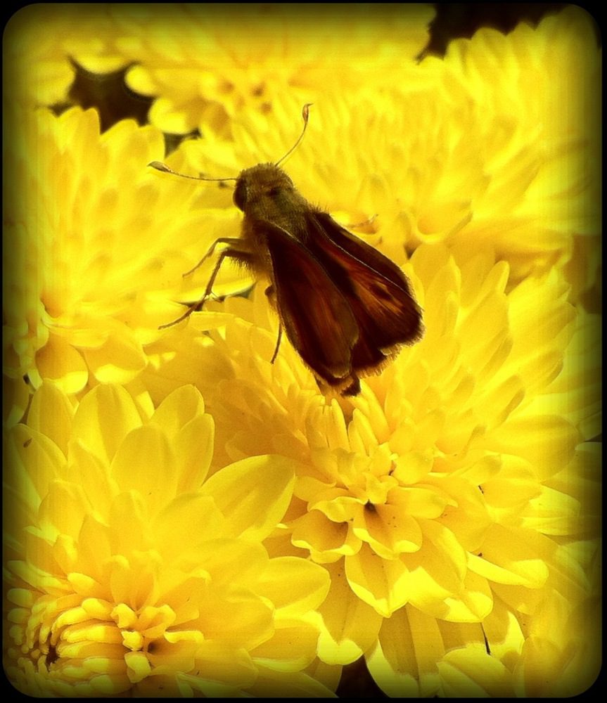 Butterfly on Flower iPhone pic walking to Town Center today