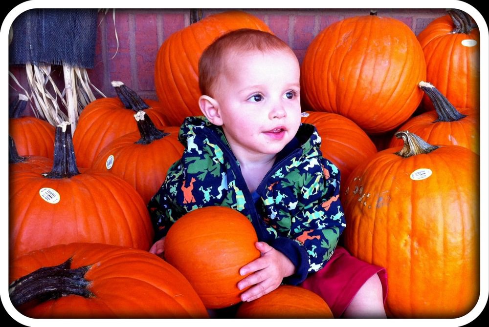 Daniel vs the Pumpkin Patch