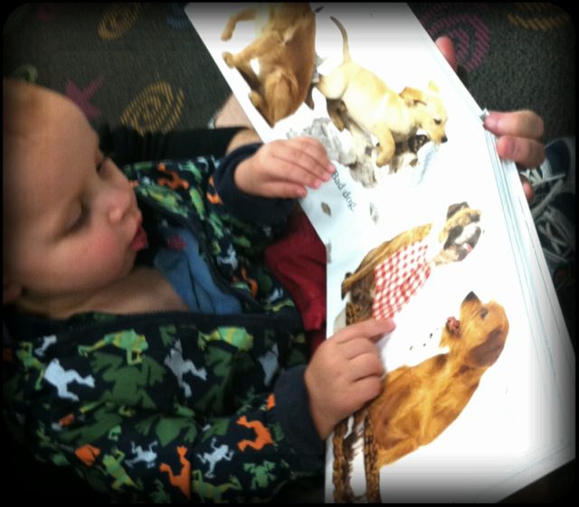 Wow.. Daniel spotted this book, pulled it off the shelf, said “dog”, sat in my lap and opened it up! Growing up to fast!