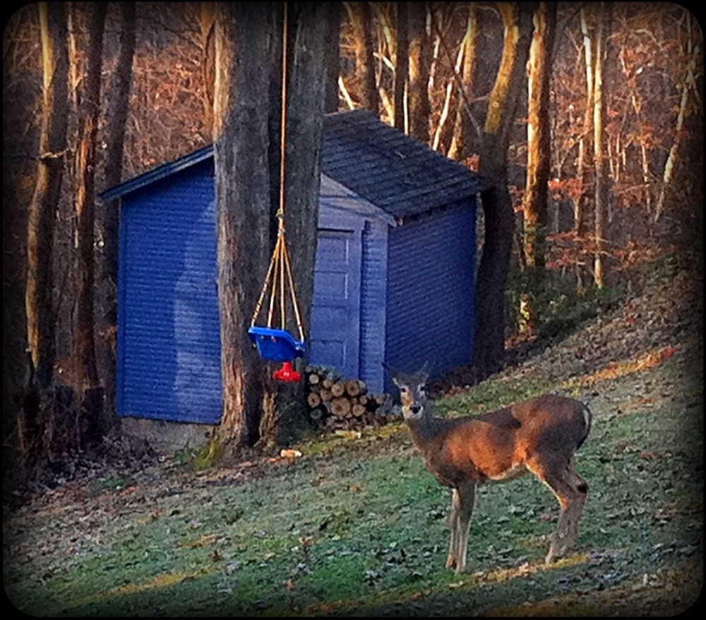 Daniel sees a deer in the backyard this morning.