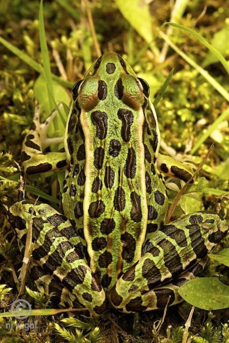 wildlife photography: amazing  frog camouflage