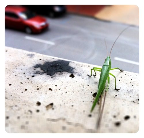 Don’t Jump! Grasshopper Intervention