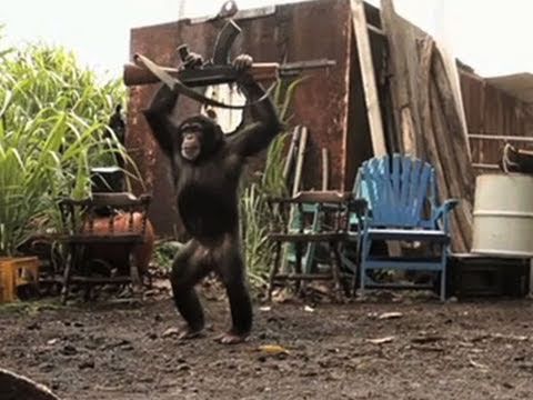 Video: Never give a Monkey a Machine Gun: Ape With AK-47