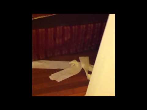 Daniel vs Toilet Paper