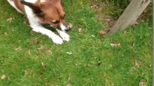 Dog vs BumbleBee (Spoiler: CK Wins!)