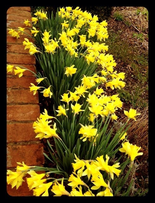 Flowers in yard blooming our first day living here!