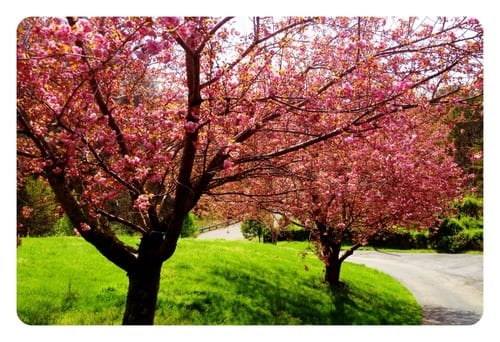 Trees in driveway starting to bloom!