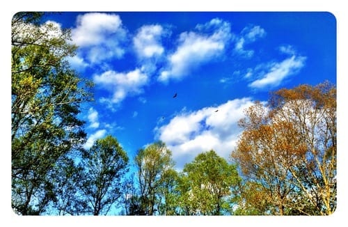 Three hawks in backyard