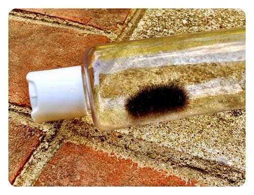 Daniel’s Wooly Worm – Our terrarium is getting full!