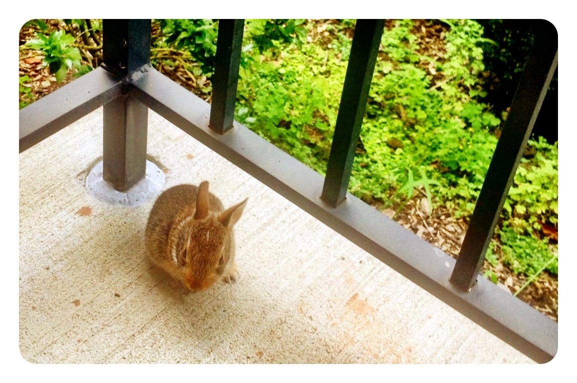 Front Porch Friend