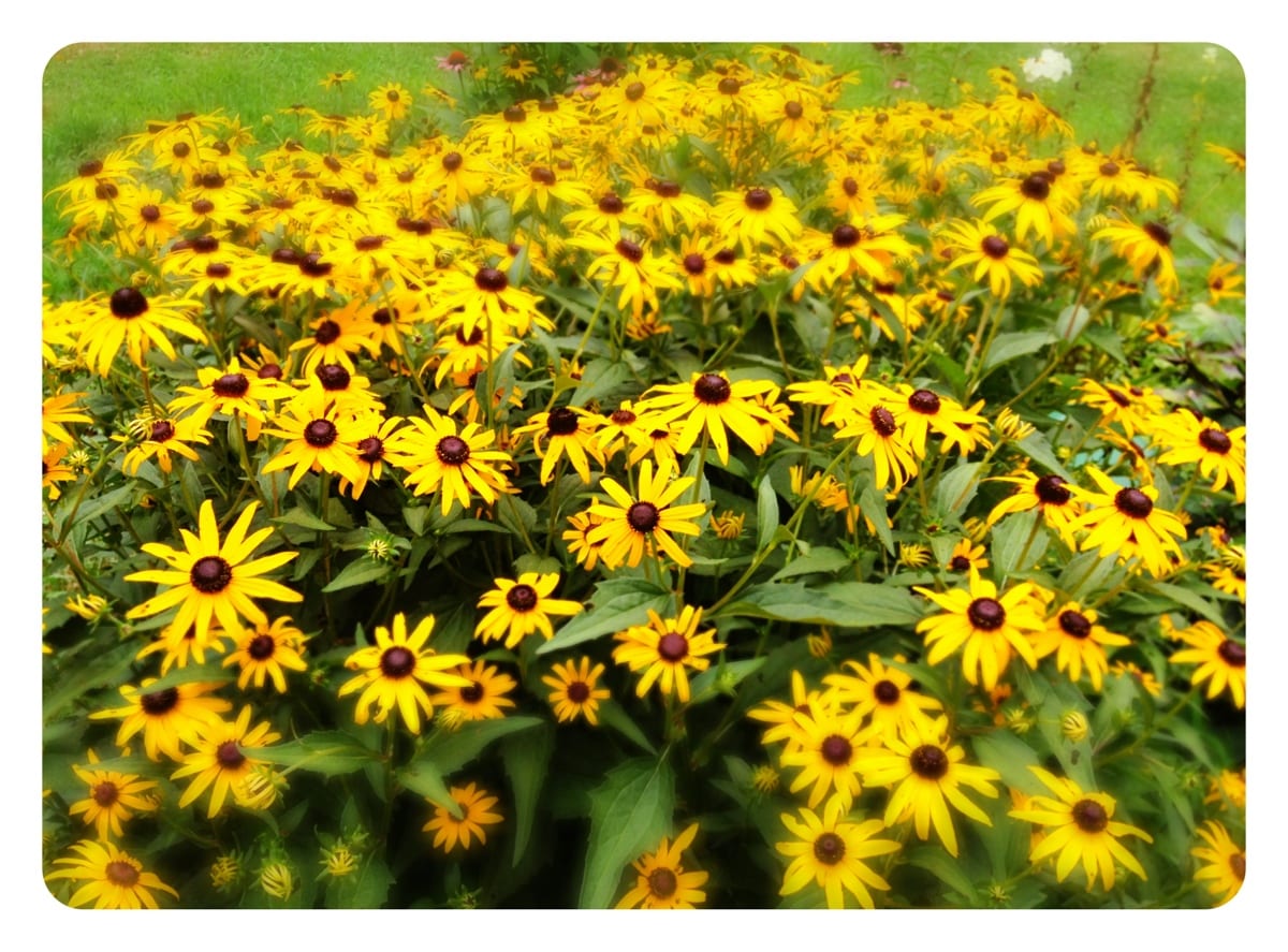 Backyard flowers