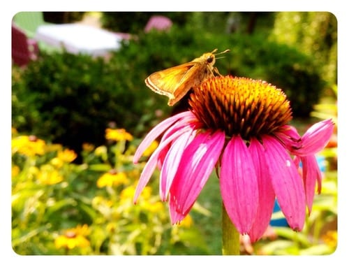 Butterfly Bush in our Yard