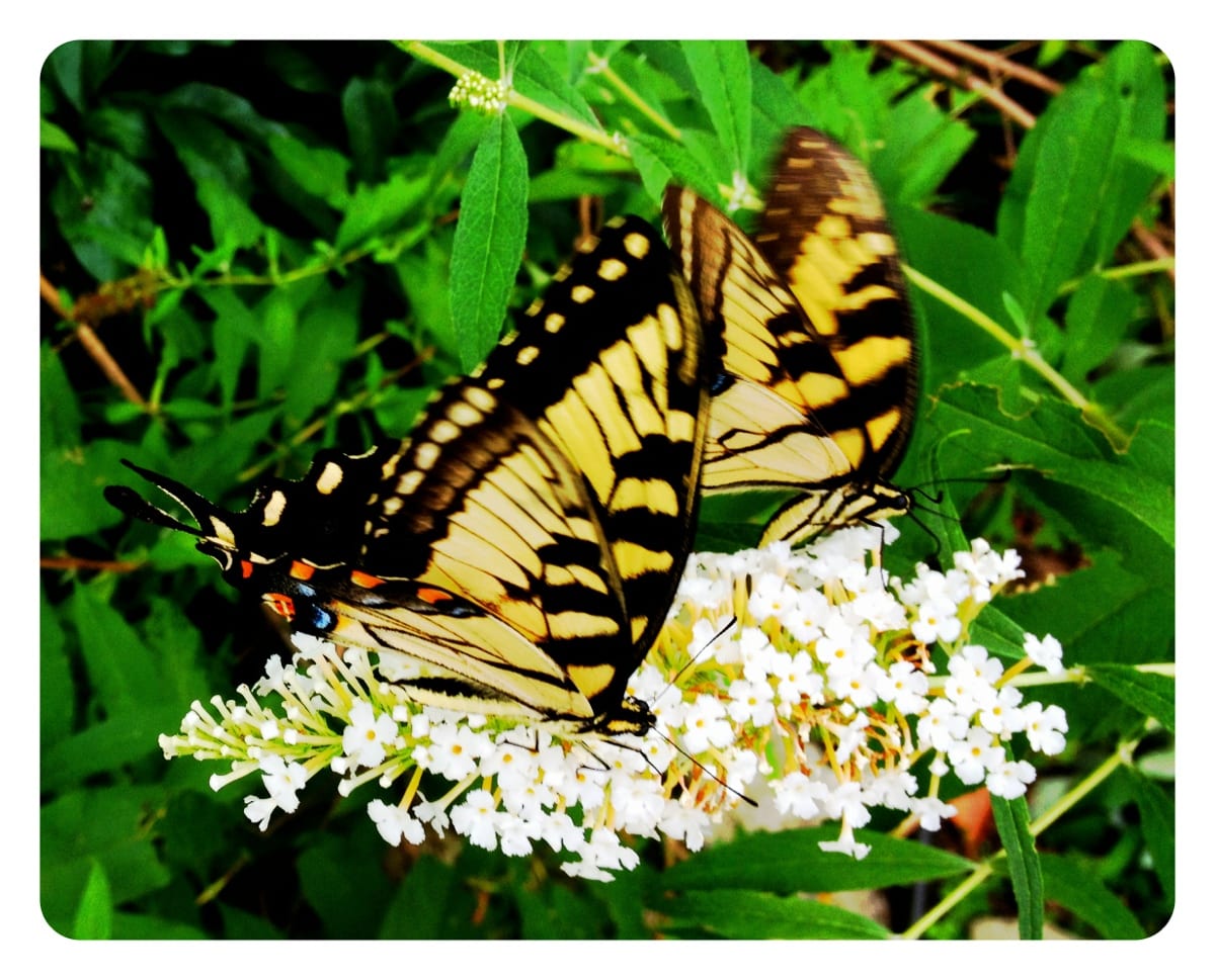 Butterfly Bush in Full Bloom Today!