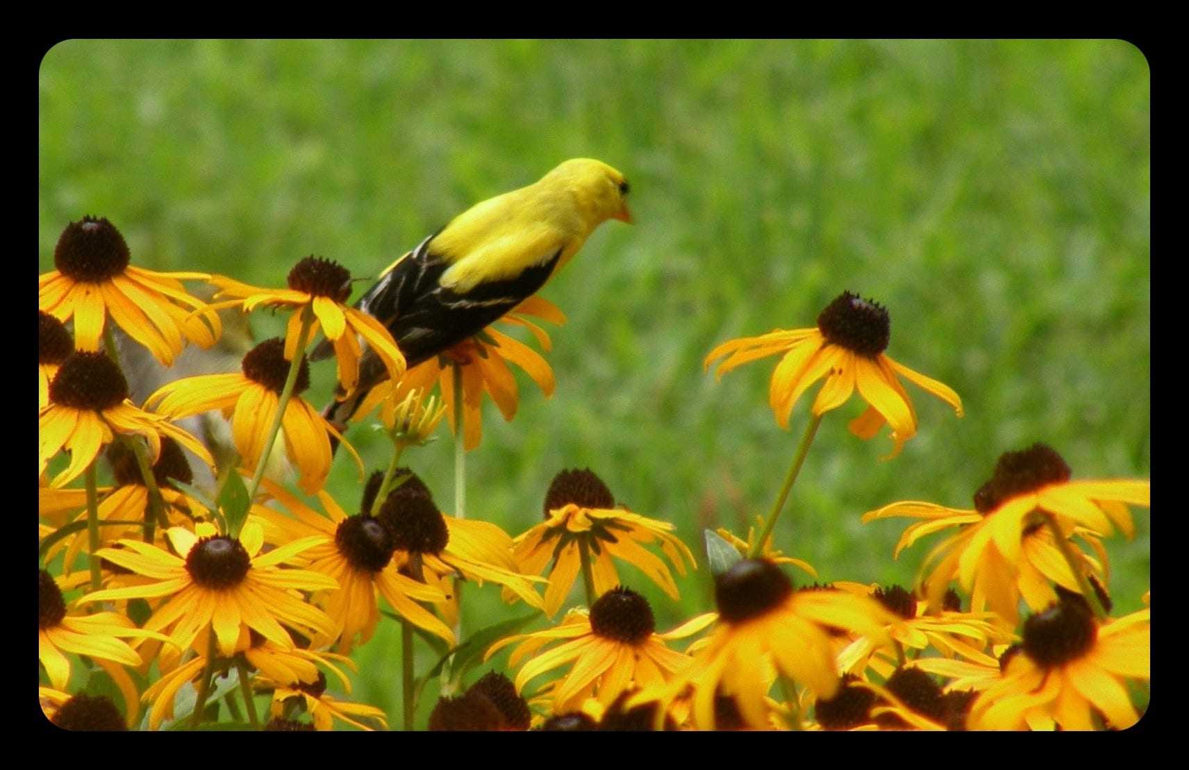 Yellow bird loves these flowers in our yard