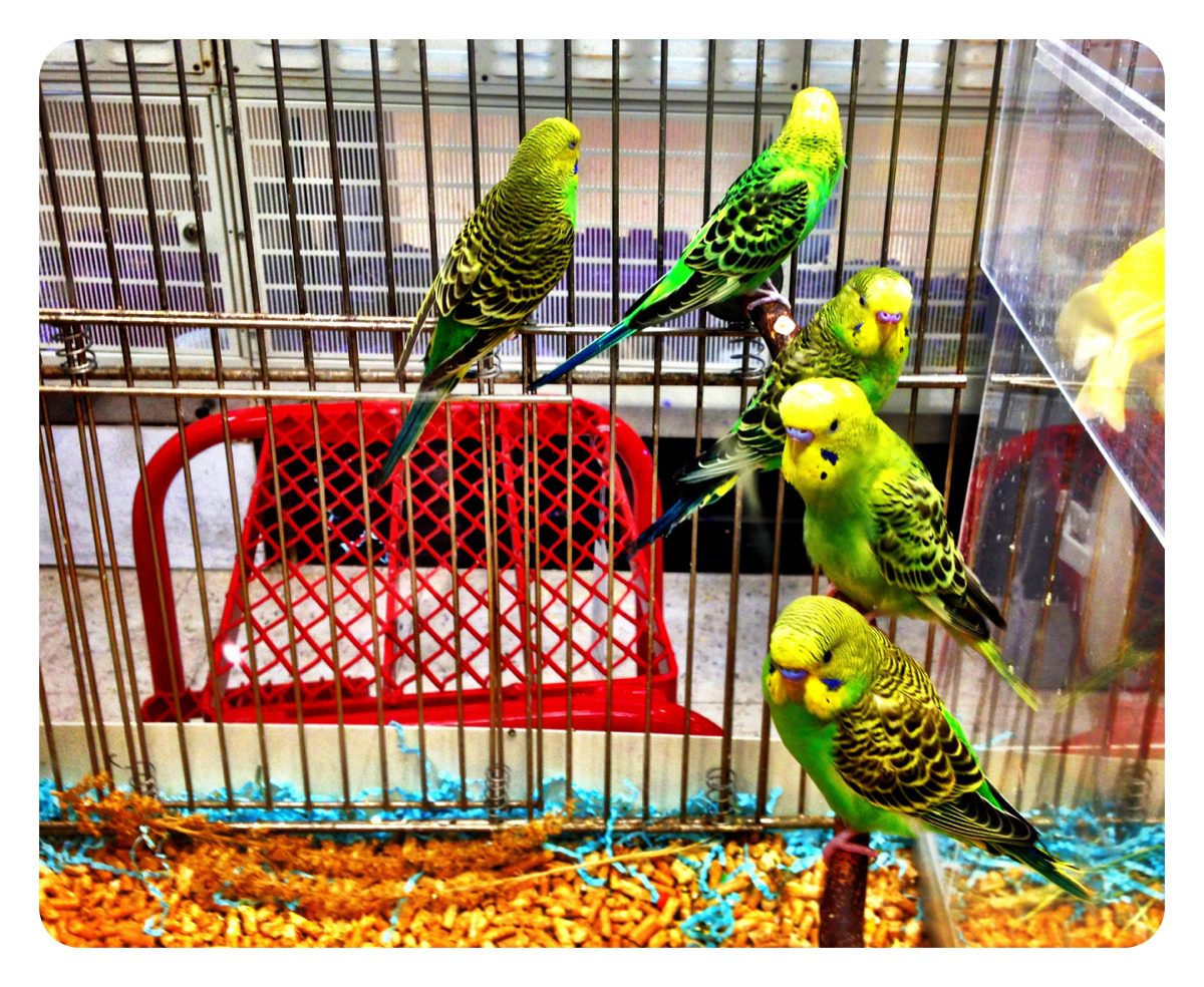 Tweet (from PetsMart)