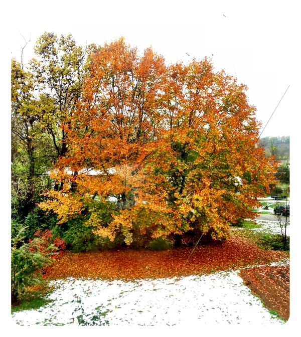 Beech trees my dad planted in 1973 when we moved to St. Albans, WV (I was 6)