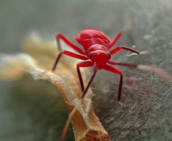 Tiny Red Bug iPhone Macro photo