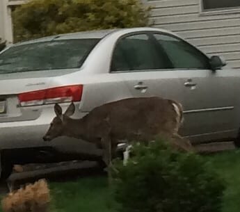 Deer in the City