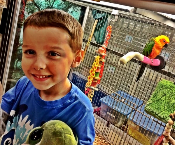 Daniel loves “Amazon Parrot” at the pet store