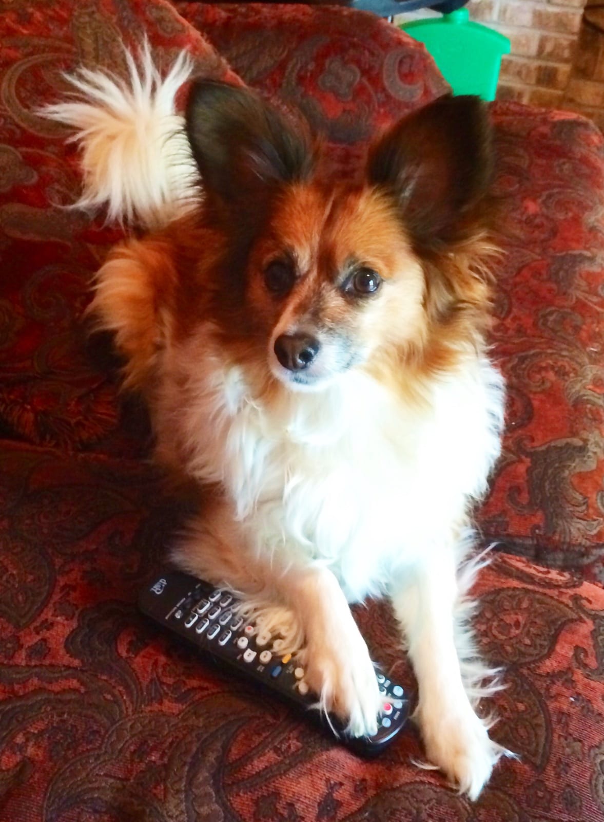 Someone has the remote…