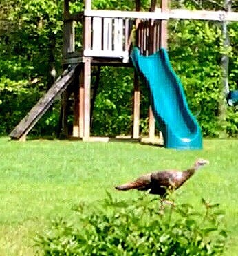 Wild turkey walking across our backyard just now