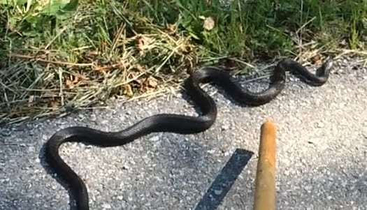 Big black snake. One critter we did not catch.