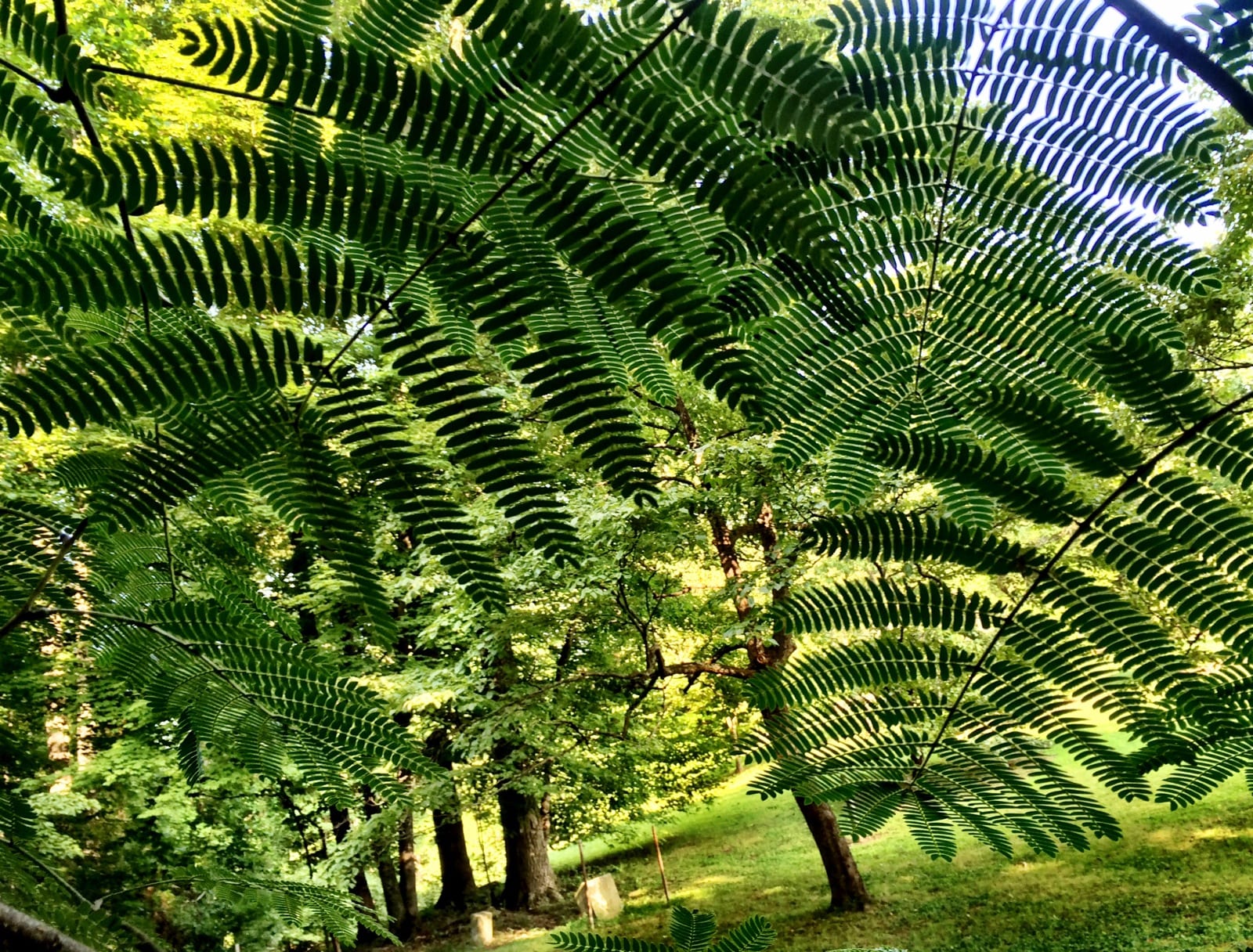 Mimosa tree in our backyard. Beautiful.