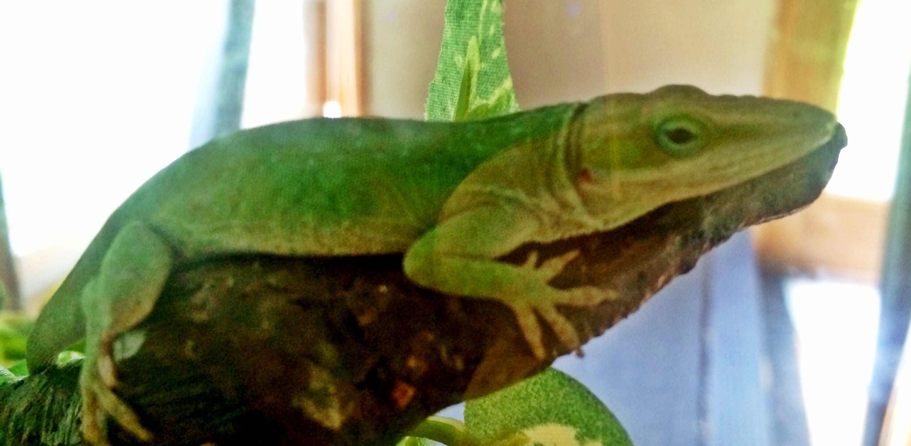 Daniel’s green lizard just chilling out…