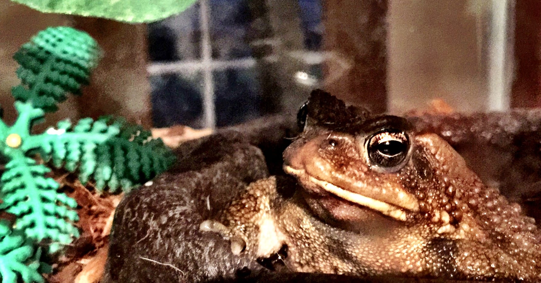 Daniel’s frog is growing up