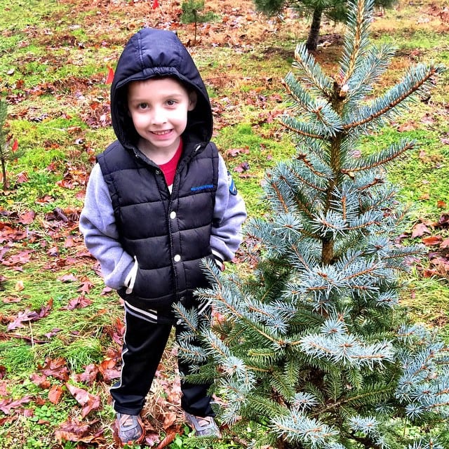 Christmas tree farm field trip. Just his size!