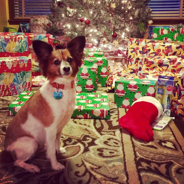 One creature was stirring…