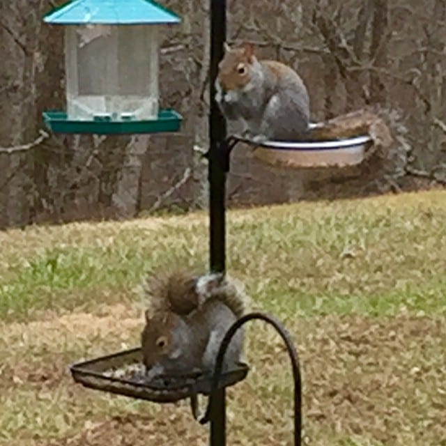 Bird feeders turned into squirrel feeders