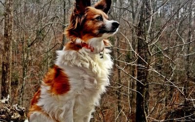 King of the mountain