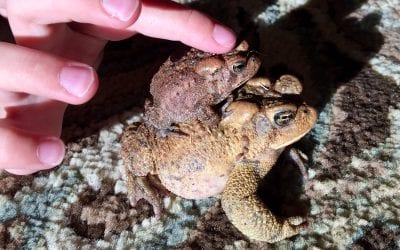 Big frog. Little frog.