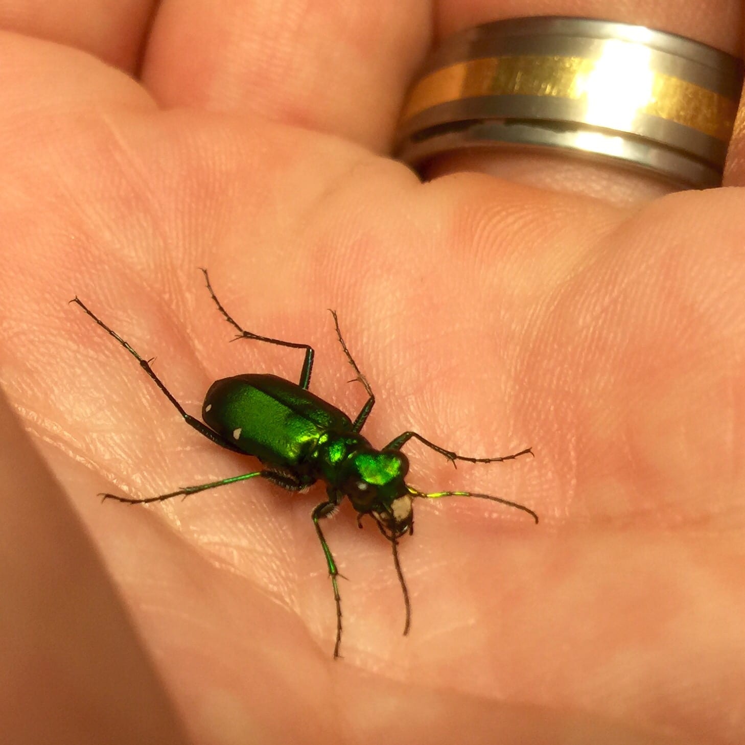 Green Bug, Green Bug, what do you see?