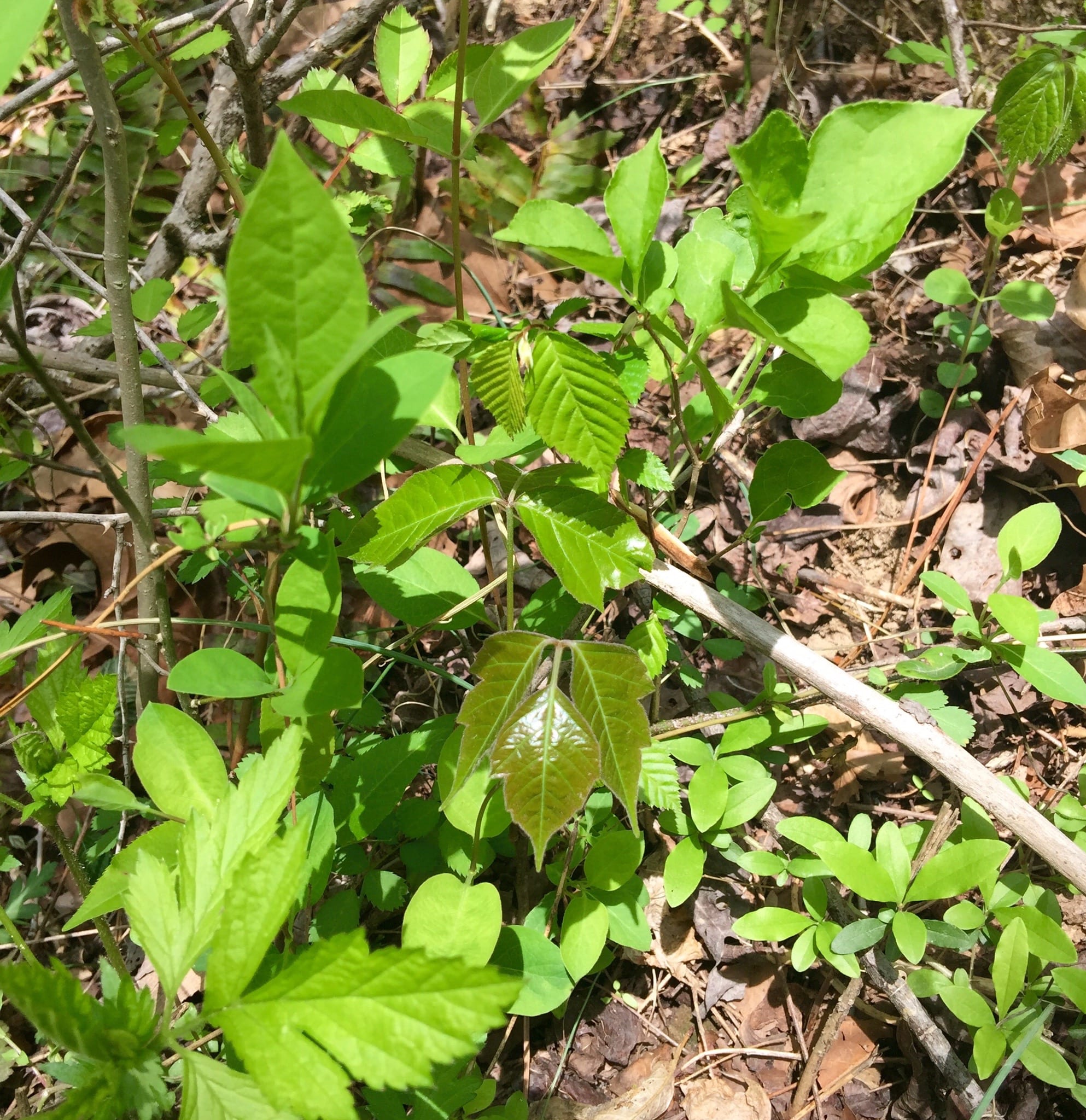 Poison Ivy