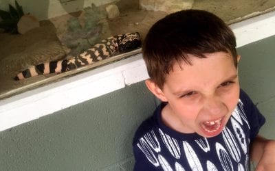 Daniel’s favorite lizard – the Gila monster