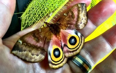 Incredible moth on our front porch