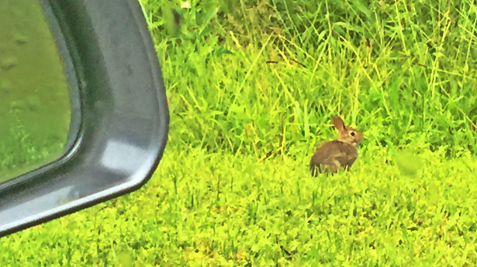 Hopping down the bunny trail