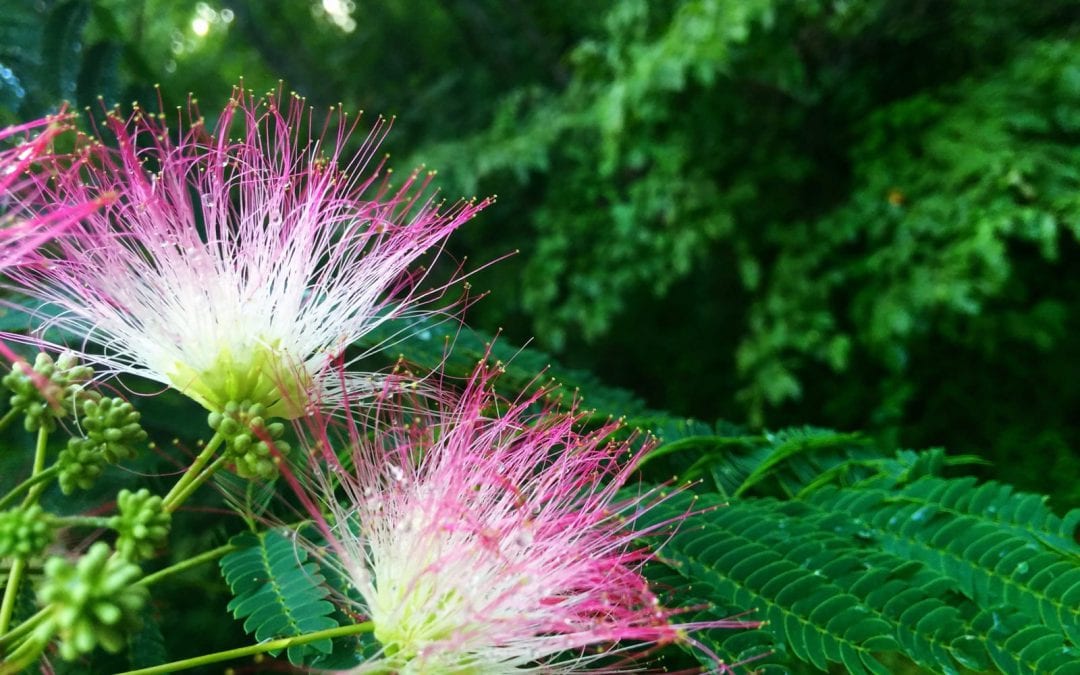 Mimosa tree in the backyard